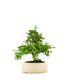Cotoneaster