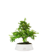 Cotoneaster