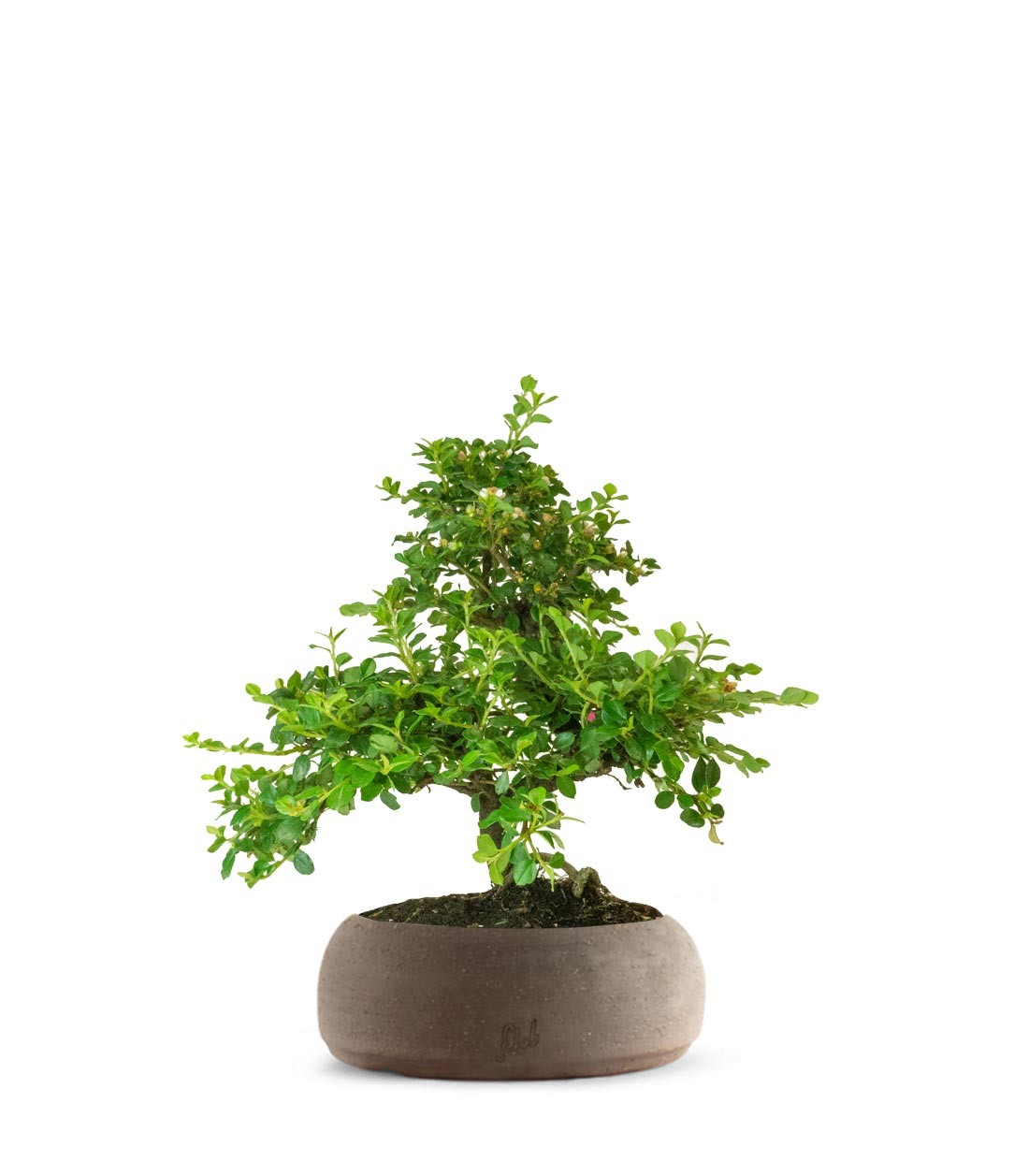 Cotoneaster