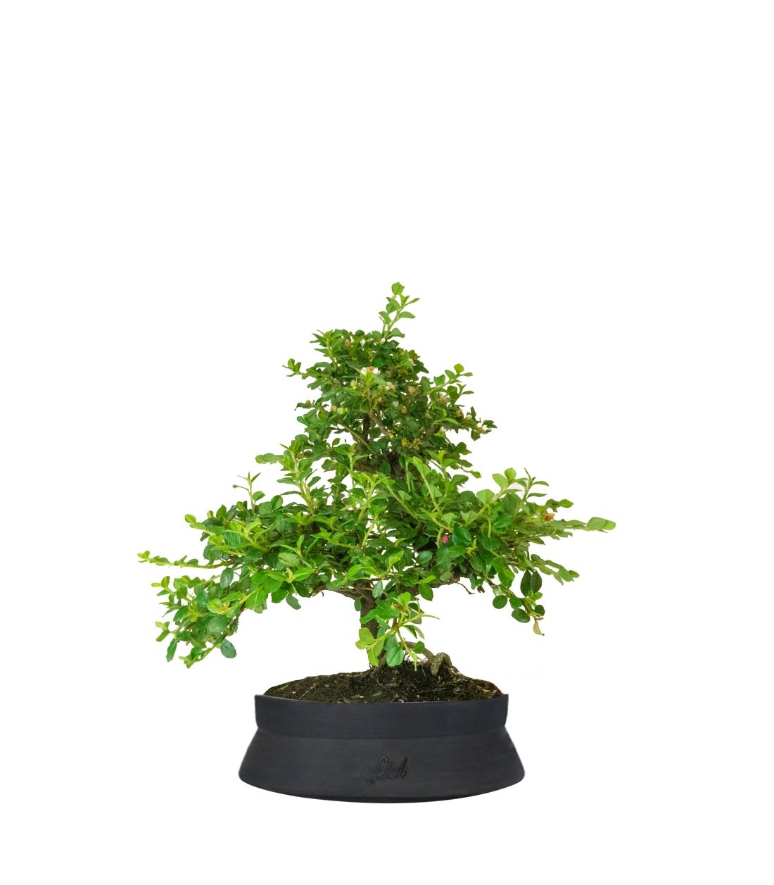 Cotoneaster