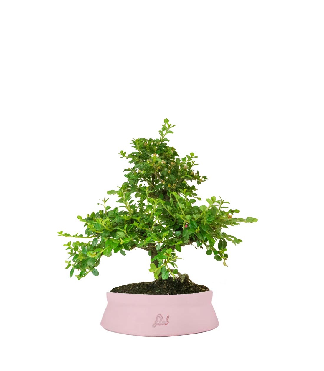 Cotoneaster