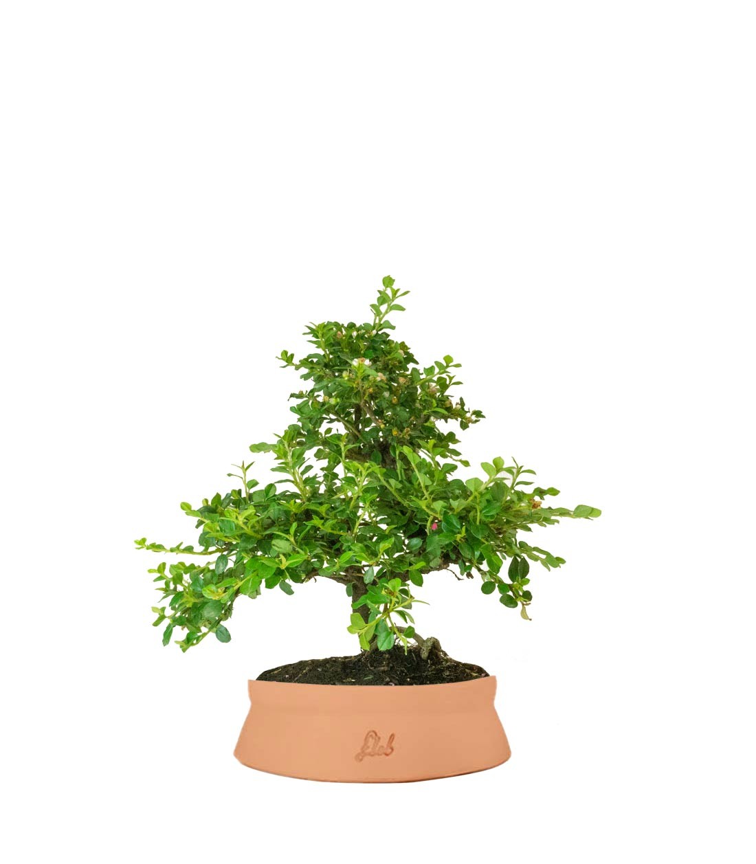 Cotoneaster