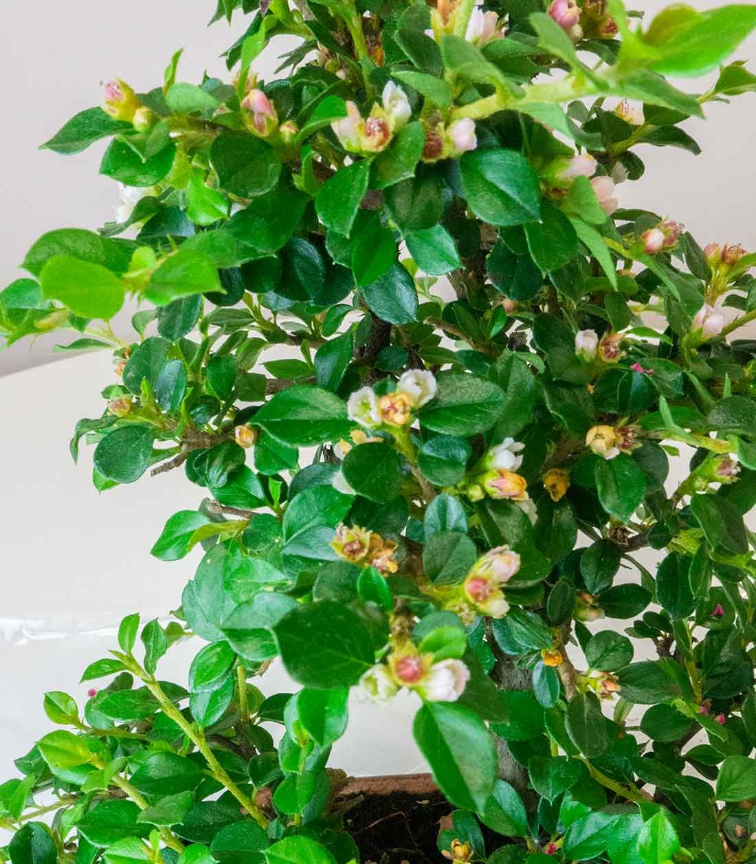 Cotoneaster