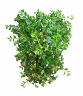 Cotoneaster
