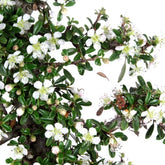 Cotoneaster