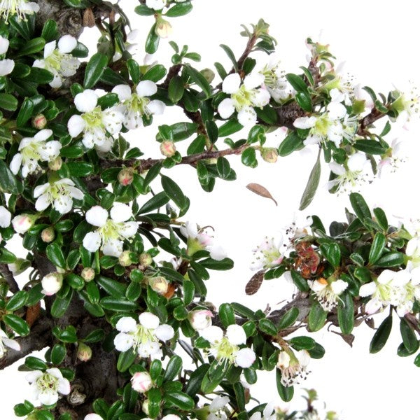 Cotoneaster