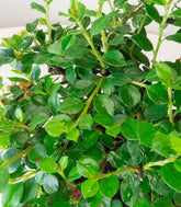 Cotoneaster
