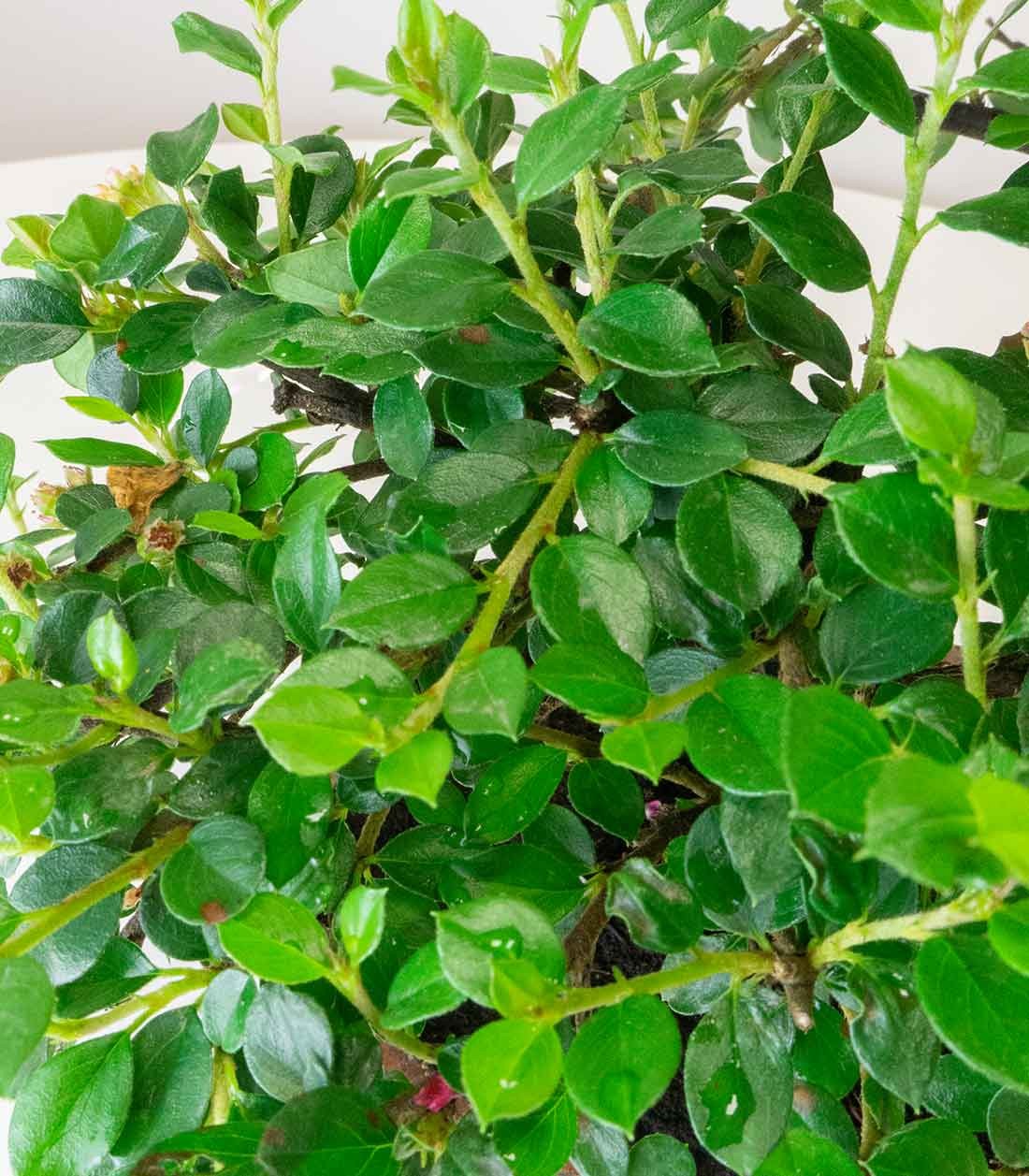 Cotoneaster
