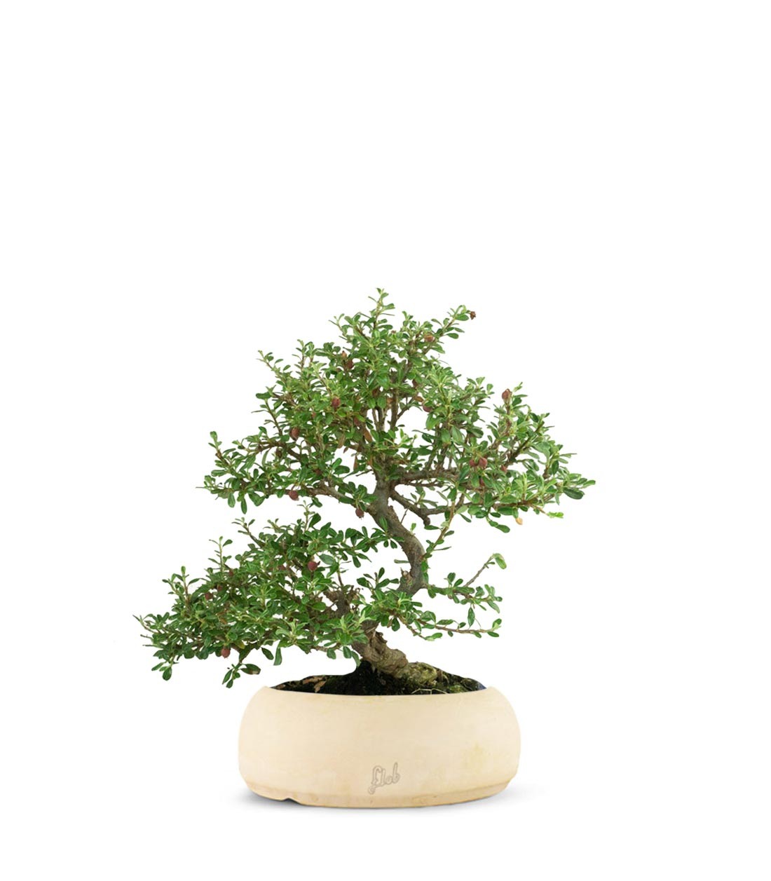 Cotoneaster microphylla