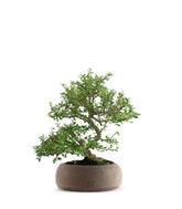 Cotoneaster microphylla
