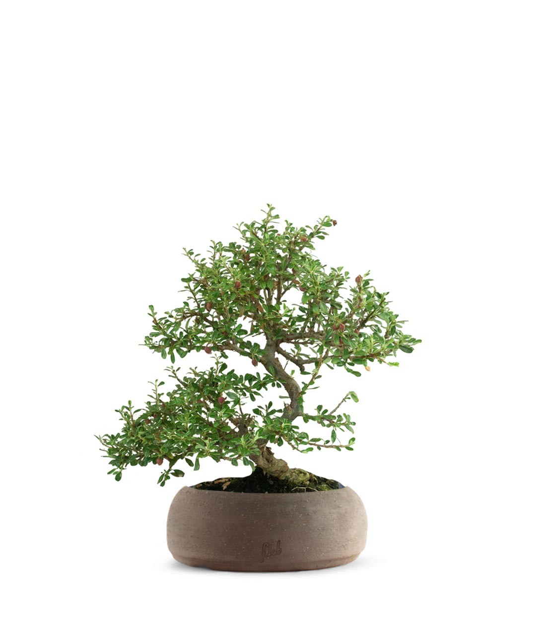 Cotoneaster microphylla