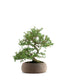 Cotoneaster microphylla