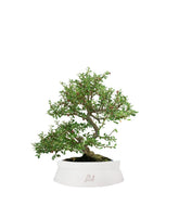 Cotoneaster microphylla
