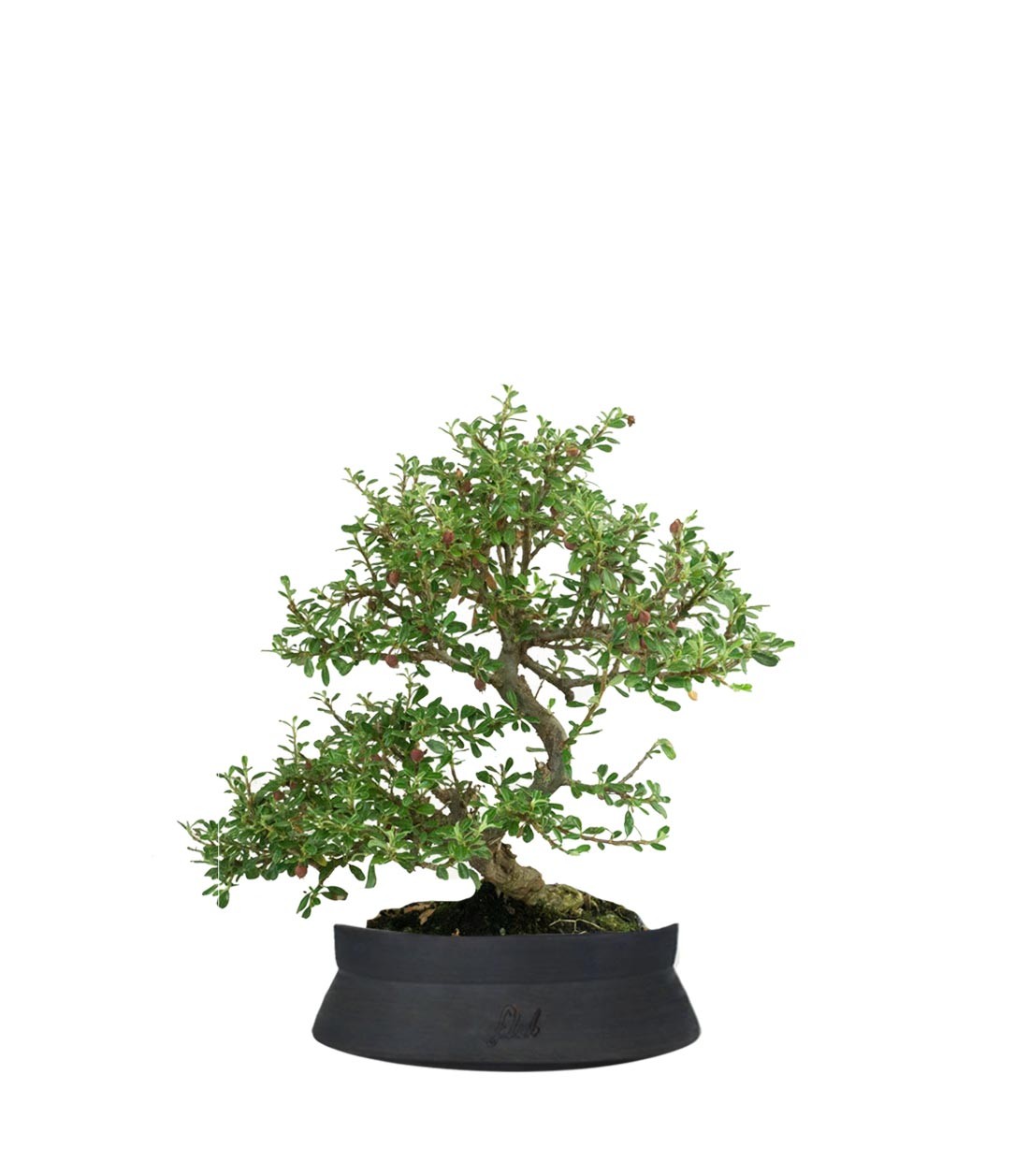 Cotoneaster microphylla