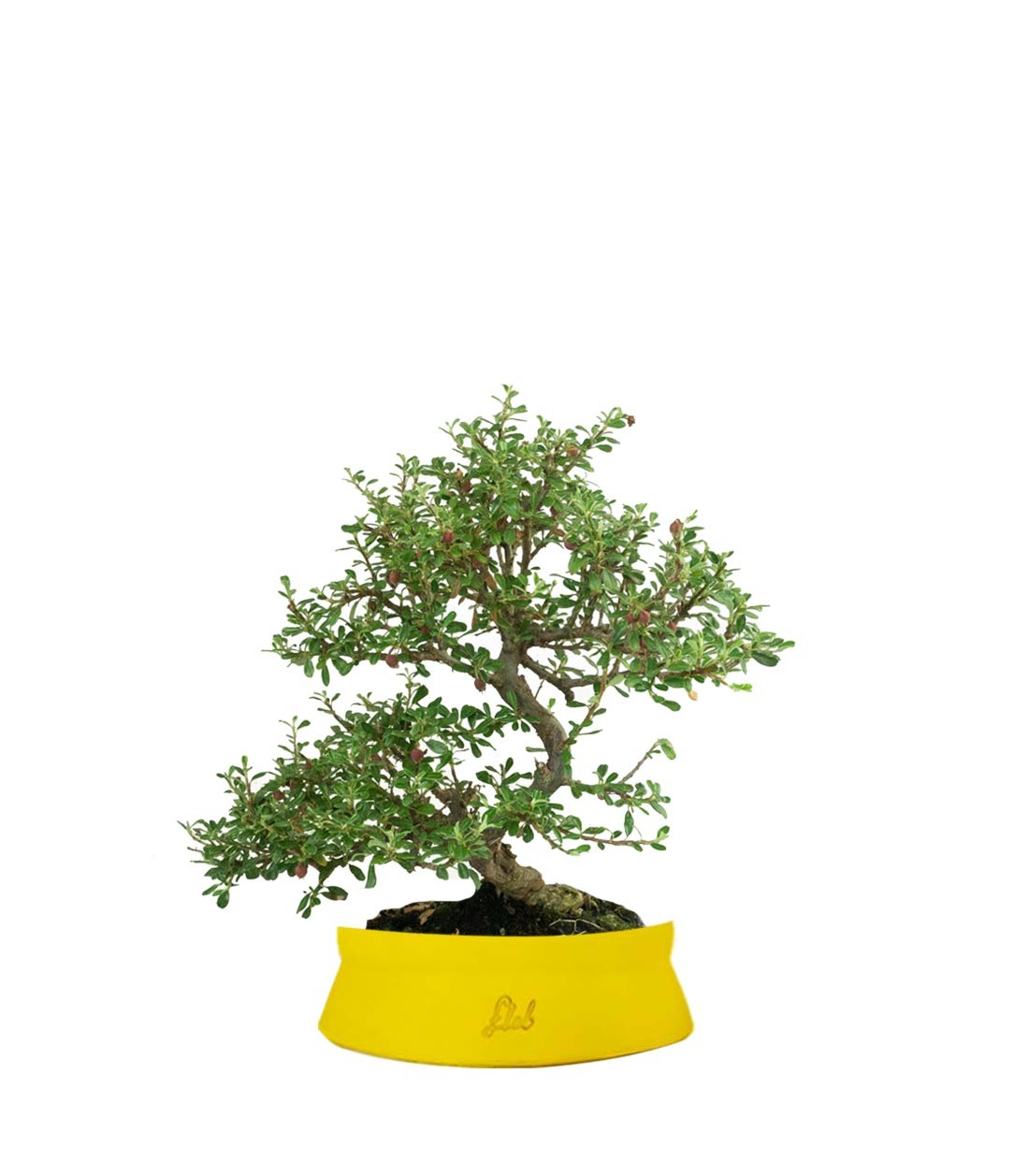 Cotoneaster microphylla
