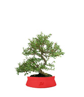 Cotoneaster microphylla