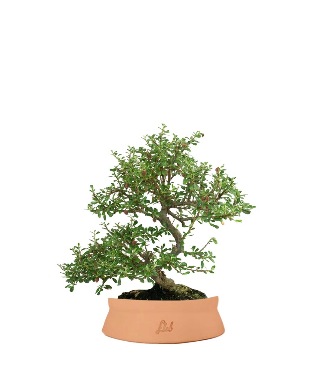 Cotoneaster microphylla