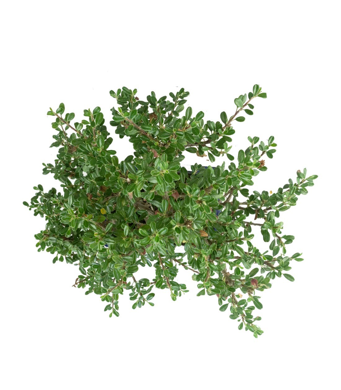Cotoneaster microphylla