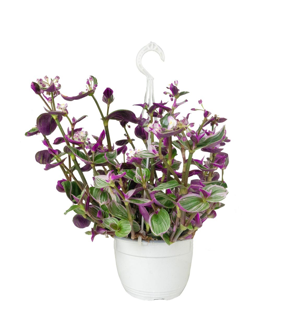 Tradescantia Nanouk in Basket