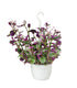Tradescantia Nanouk in Basket