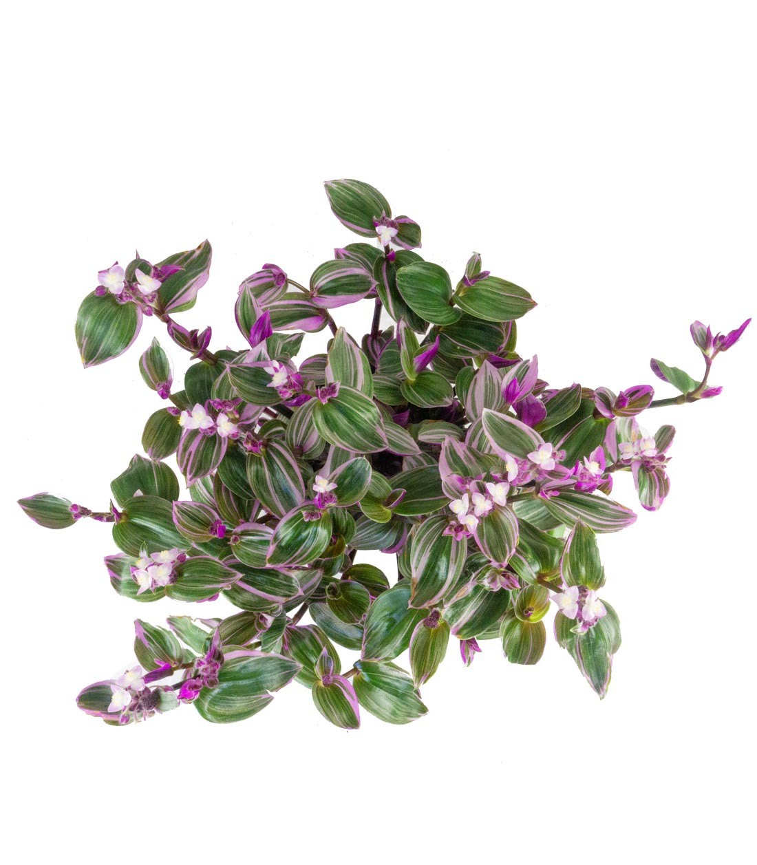 Tradescantia Nanouk in Basket