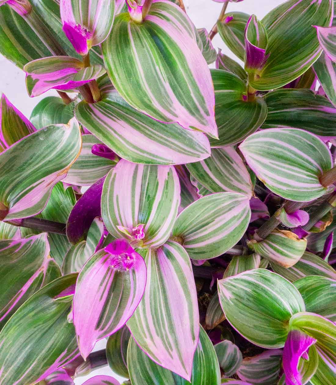 Tradescantia Nanouk in Basket