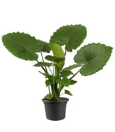 Alocasia gageana california