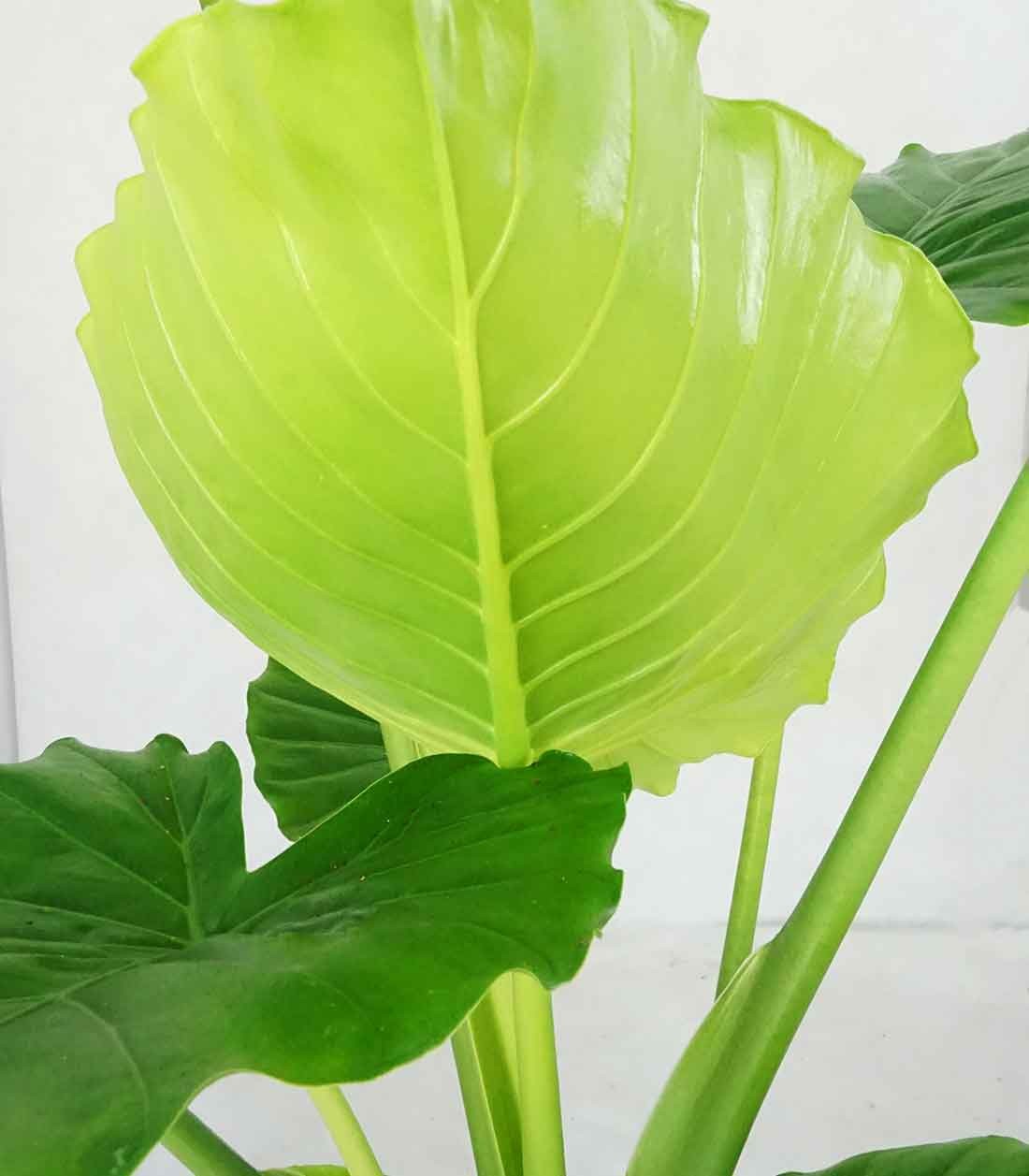 Alocasia gageana california