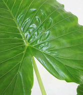 Alocasia gageana california