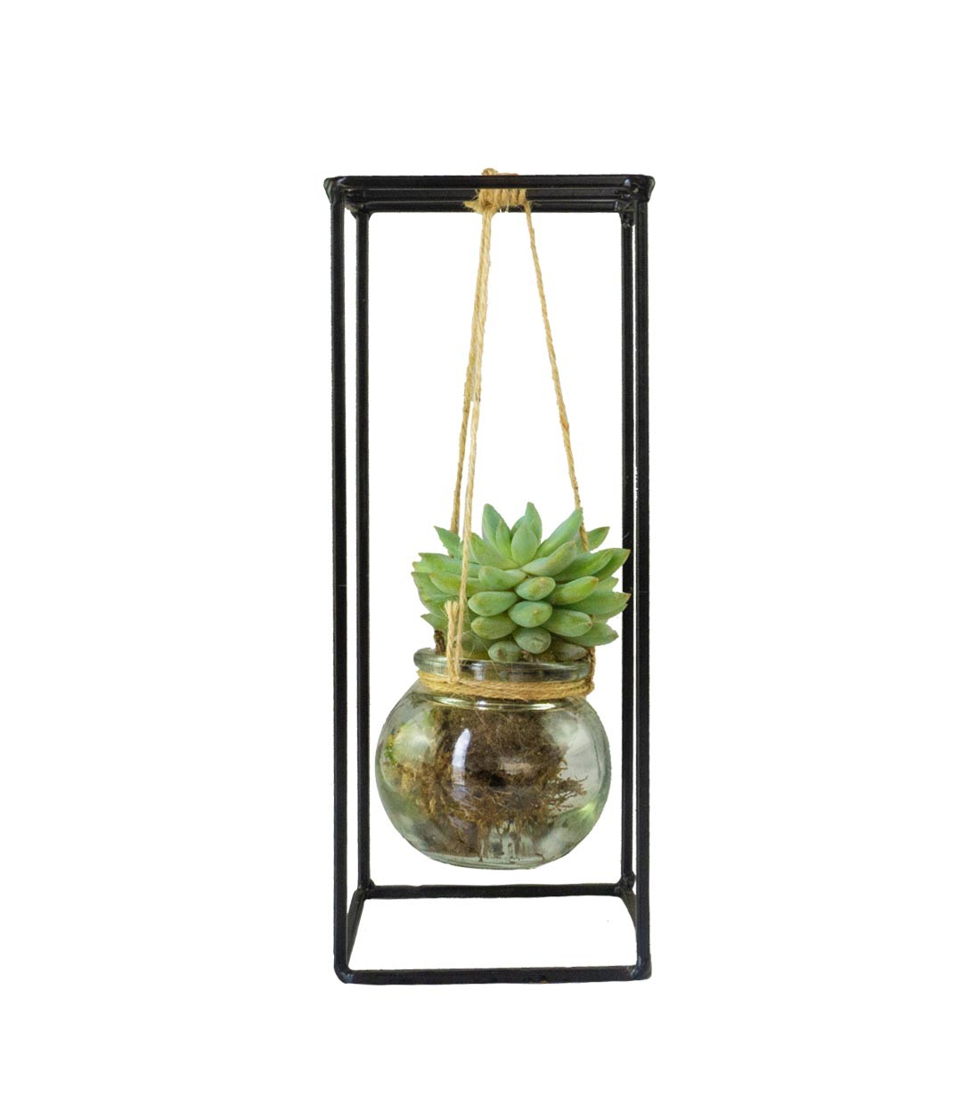 Composizione Succulente in vetro appeso