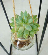 Composizione Succulente in vetro appeso
