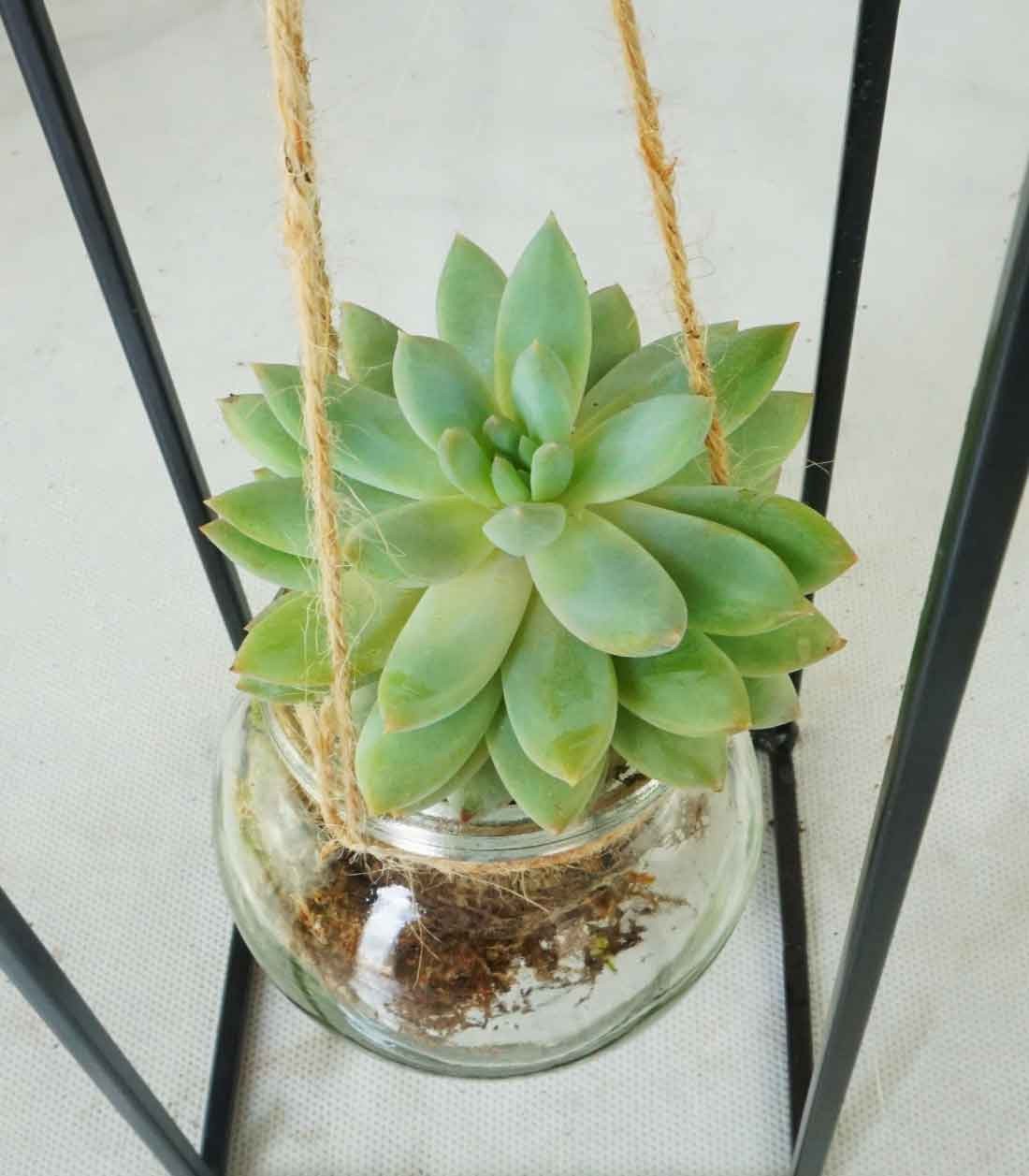 Composizione Succulente in vetro appeso