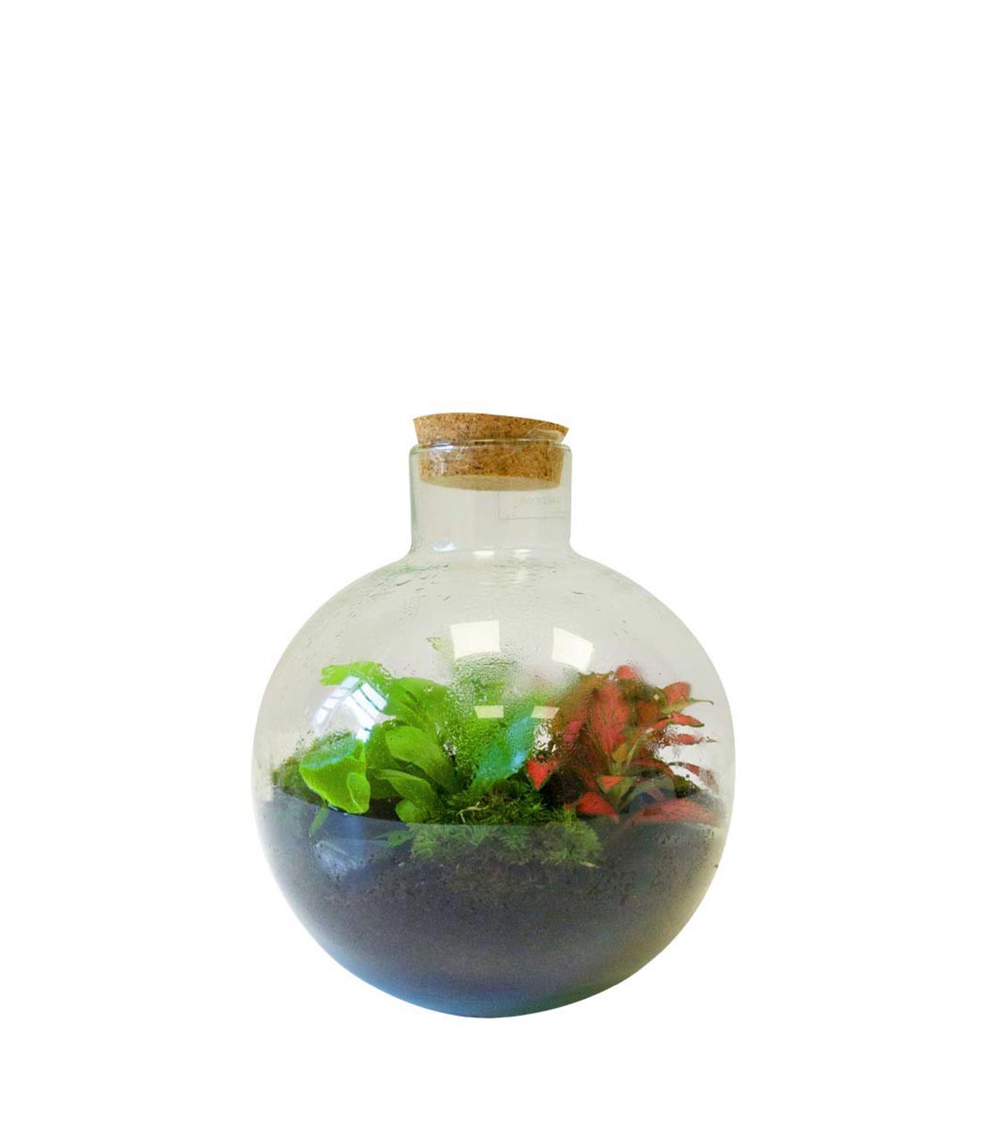 Terrarium in vetro sfera con fittonia