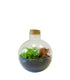 Terrarium in vetro sfera con fittonia