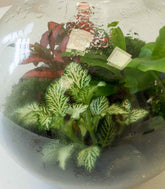 Terrarium in vetro sfera con fittonia