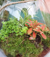Mix piante in terrario con fittonia