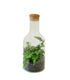 Terrarium in bottiglia con Felce