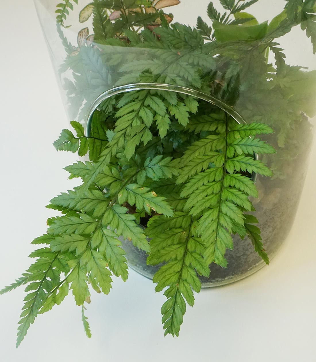 Terrarium in bottiglia con Felce