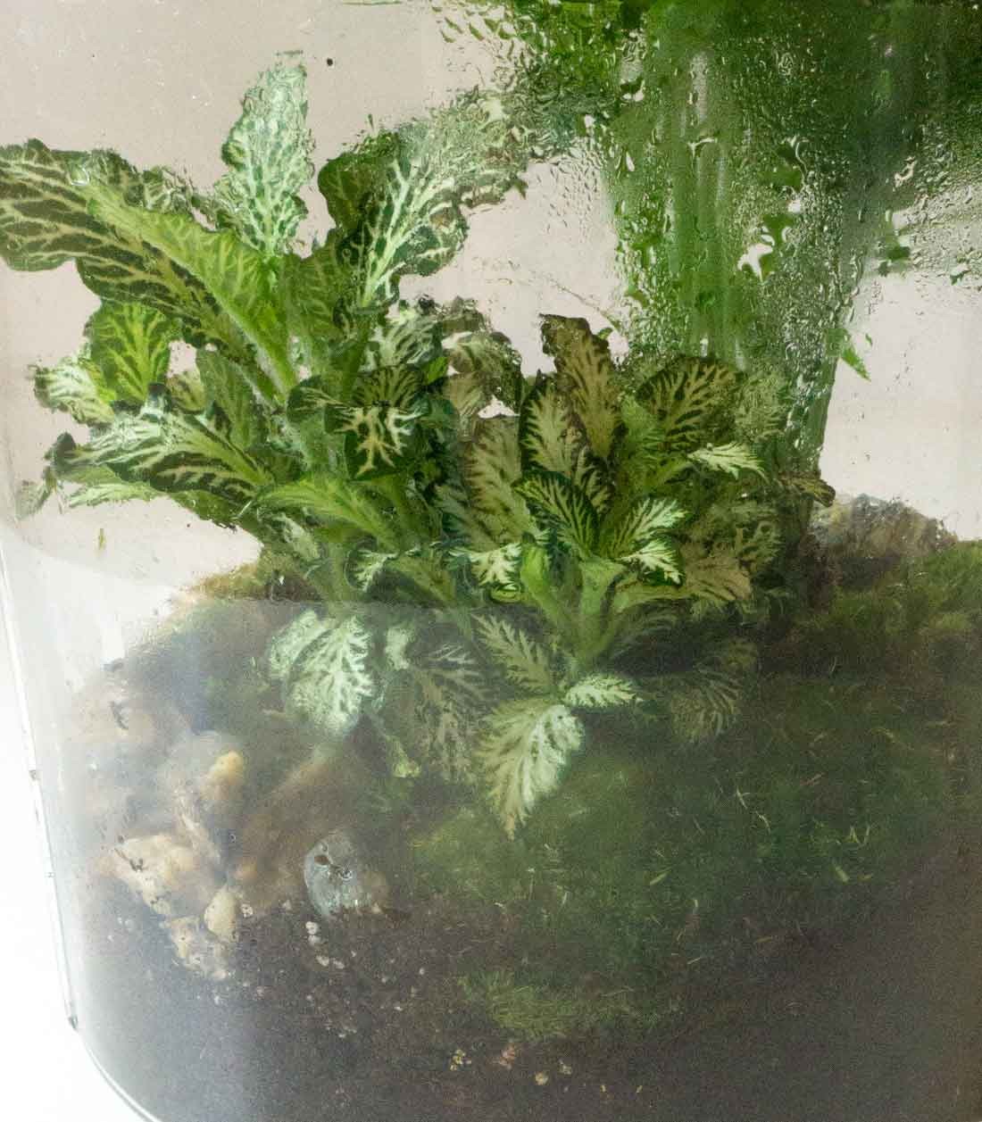 Composizione di piante verdi in terrario