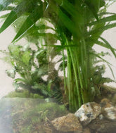 Composizione di piante verdi in terrario
