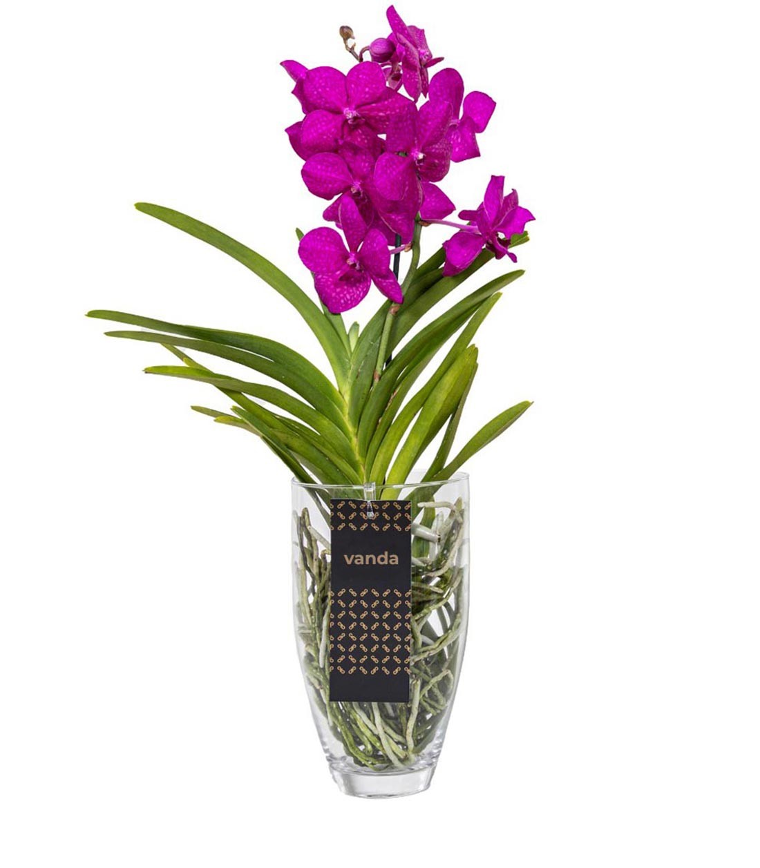 Orchidea Vanda in vaso di vetro