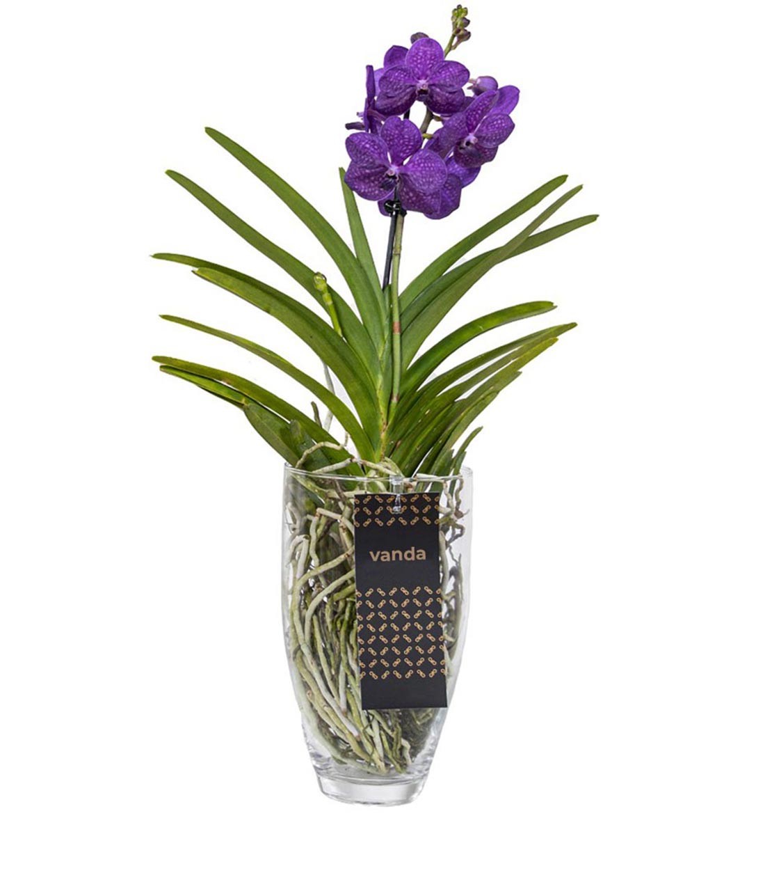 Orchidea Vanda in vaso di vetro