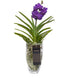 Orchidea Vanda in vaso di vetro