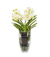 Orchidea Vanda in vaso di vetro