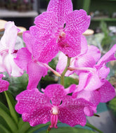 Orchidea Vanda in vaso di vetro