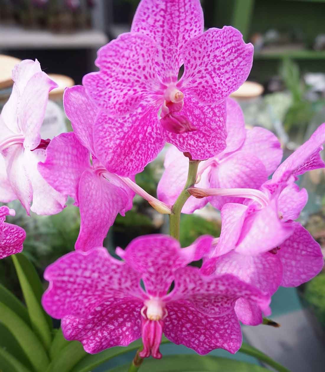 Orchidea Vanda in vaso di vetro