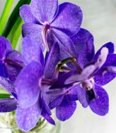 Orchidea Vanda in vaso di vetro
