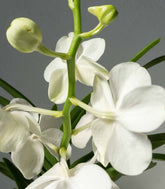 Orchidea Vanda in vaso di vetro