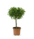 Zanthoxylum alberello