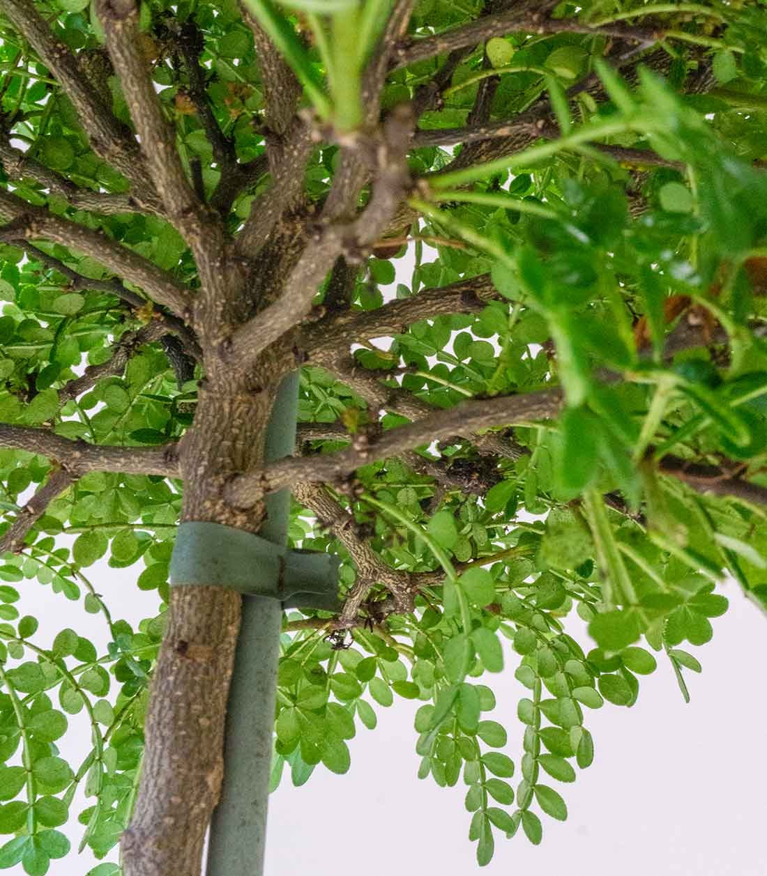 Zanthoxylum alberello